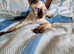 Ready now  Last blue-eyed Devon Rex Girl