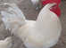 Le Bresse Gauloise Hatching Eggs x6