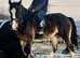 Dream - stunning 16.2hh Clydesdale cross rising 5 year old mare. Maxi cob with scope.