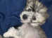 Chinese Crested Hairless (Hairy) Puppy Boy