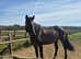 Stunning happy hacking fun ride allrounder