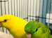 Beautiful baby linloted talking parrot