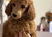 Standard Poodle IKC RED NON SHED  Champion lines !
