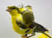 Canaries