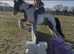 12.2 cob gelding