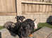 American pocket bully puppies