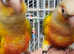 Hand reared conures