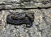 Motley CA Dwarf Boa 66% het RDR Anery /Nic T+
