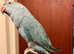 Stunning baby blue Indian ringnick parrot