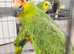Stunning baby red lord Amazon parrot