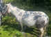 Mini Sheltand ride and drive mare