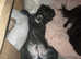 REDUCED! Gorgeous boy  Fully temperament assessed puppy