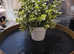 FAUX plant bushy in white pot