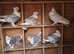 Satinette Pigeons for sale