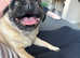 5 year old female pug