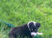 Tri coloured border collie puppy