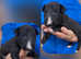 Outstanding KC English Bull Terrier puppies
