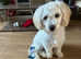 Bichon frise cross Maltese