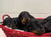 Beautiful KC registered Miniature Dachshund