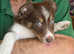 Border collie pups