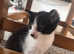 3 kittens for adoption