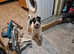 Fox terrier x patterdale