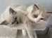 TICA REGISTERED PUREBRED RAGDOLL KITTENS AVAILABLE