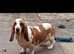 Basset hound male for sale kc reg champion grandparents