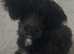 Puppie CAVAPOO micro smallest