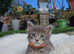 Purebred Maine Coon Kittens for Sale - Ready in July
