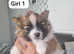 Two beautiful miniature pomeranians girls