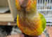 Hand reared conures