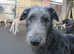 DEERHOUND FEMALE
