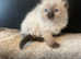 LAST BOY's /GIRL!READY NOW HCM/PKD Stunning ragdolls ready now