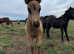 Standard Shetland Colt
