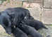 Pedigree German shepherd puppies