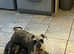 Pedigree miniature schnauzer