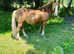 I have several ponies for loan or just riding