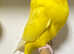 Stunning Pair of Lutino Budgies