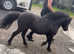 29inch miniature stallion