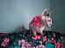 Bambino sphynx female kitten cat