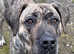 Presa Canario Female Rehome