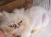 2 Persian cat's for sale