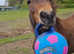 Rising 4 year old gelding