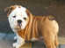 Gorgeous FCI Registered English Bulldog Puppy from Championship Bloodline