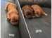 Karashishi puppies