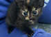 Tortoishell