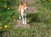 Beautiful basenji girl. Onset of illness forces sad sale
