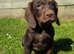 READY NOW  cocker spaniel x labrador