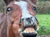 Rising 6 yr old newforest mare 13.3/ 14 hh